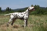 DALMATIEN 365